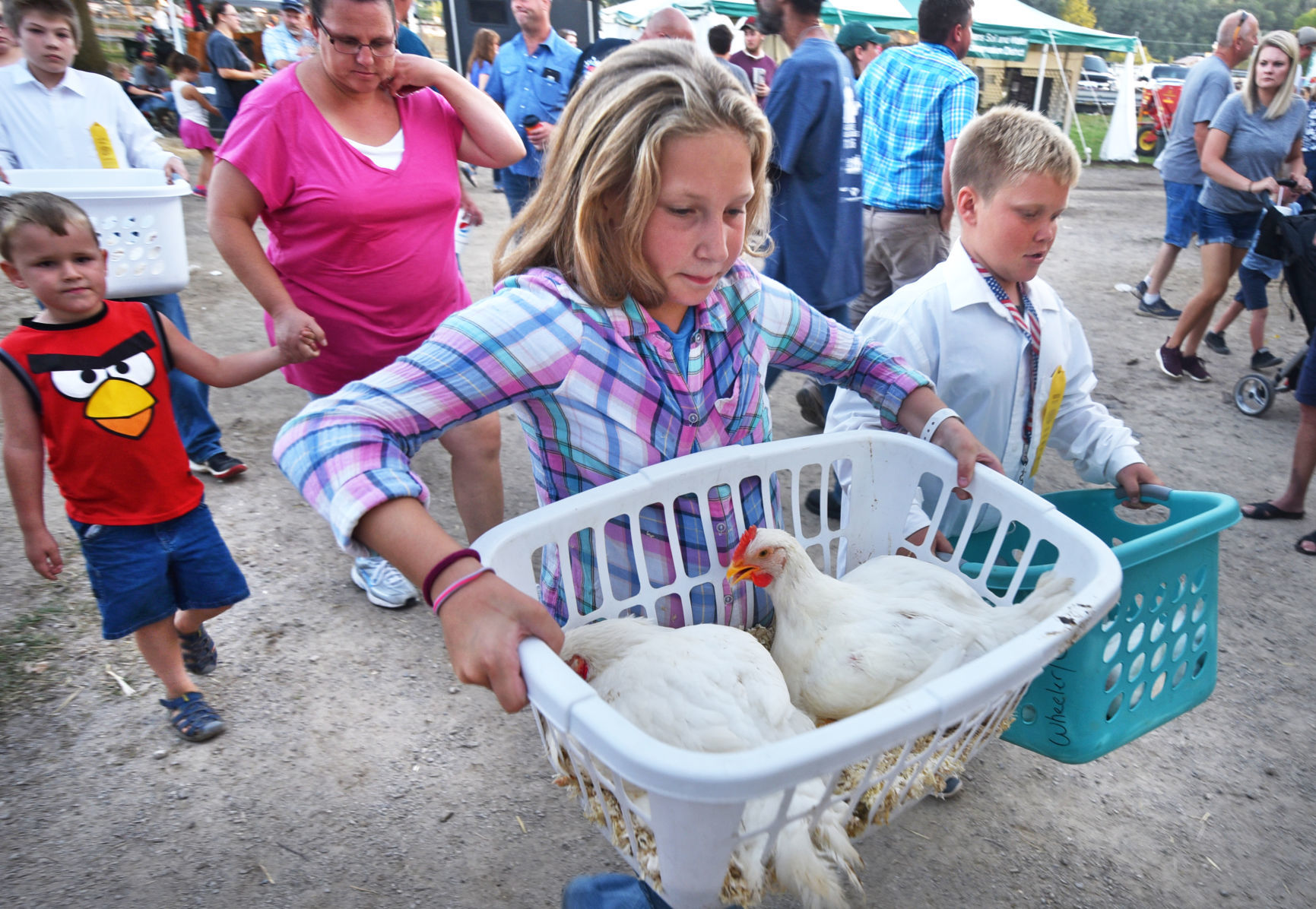 Chicken8-19